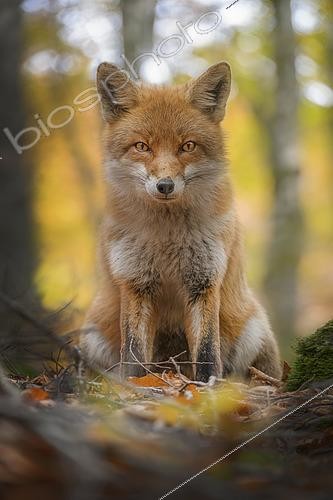 Biosphoto | 2613630 | Portrait de Renard roux (Vulpes vulpes) en sous-bois en automne, Italie | &copy; Alberto Ghizzi Panizza / Biosphoto