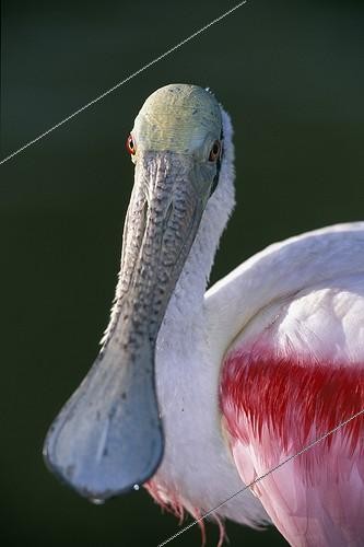 Biosphoto | 46851 | Portrait de Spatule rose Everglades Floride USA | &copy; Alain Mafart-Renodier / Biosphoto