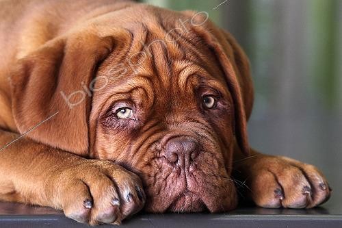 Biosphoto | 2545824 | portrait of a 3-month-old bordeaux dogue | &copy; Eric Guilloret / Biosphoto