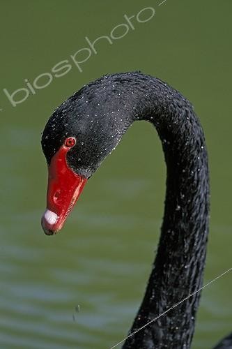Biosphoto | 94786 | Portrait of a black Swan on a green water bottom Australia   | &copy; Alain Mafart-Renodier / Biosphoto
