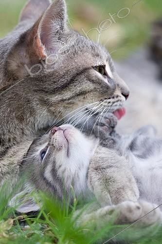 Biosphoto | 955152 | Portrait of a cat licking its kitten tabby France  | &copy; Bruno Mathieu / Biosphoto