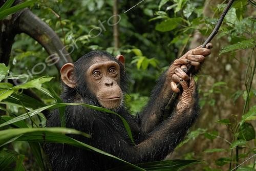 Biosphoto | 176020 | Portrait of a Chimpanzee in a tree ; Sanctuary of Pongo Songo in Cameroun | &copy; Stéphanie Meng / Biosphoto