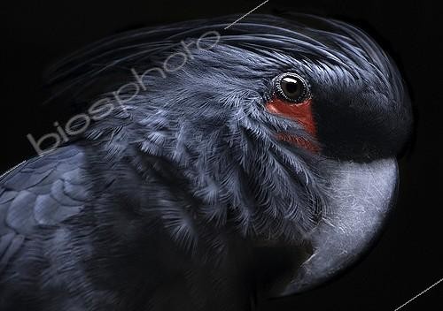 Biosphoto | 1452676 | Portrait of a cockatoo (Cacatuidae) with red spot | &copy; Juergen Mueller / imageBROKER / Biosphoto