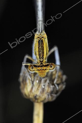 Biosphoto | 1420184 | Portrait of a Damselfly in the meadows of Fouzon France | &copy; Bruno Guénard / Biosphoto