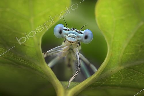 Biosphoto | 2613646 | Portrait of a Damselfly (Zygoptera sp) on a leaf, Italy. | &copy; Alberto Ghizzi Panizza / Biosphoto
