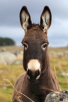 Biosphoto | 2590243 | Portrait of a domestic donkey in Lozere, France | &copy; Eric Guilloret / Biosphoto