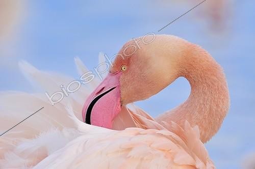 Biosphoto | 1633405 | Portrait of a Greater Flamingo | &copy; Pierre Vernay / Biosphoto