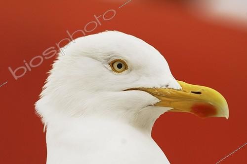 Biosphoto | 465696 | Portrait of a Herring gull on a red boat | &copy; Jack Chapman / Biosphoto