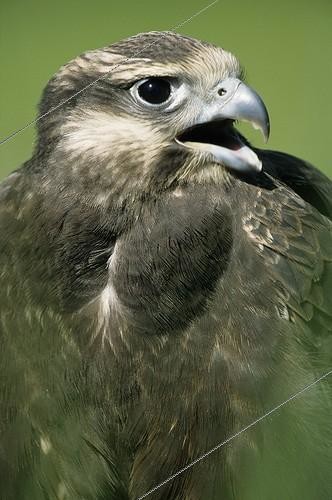 Biosphoto | 164804 | Portrait of a Laggar falcon Keoladeo NP Inde | &copy; Gilles Martin / Biosphoto
