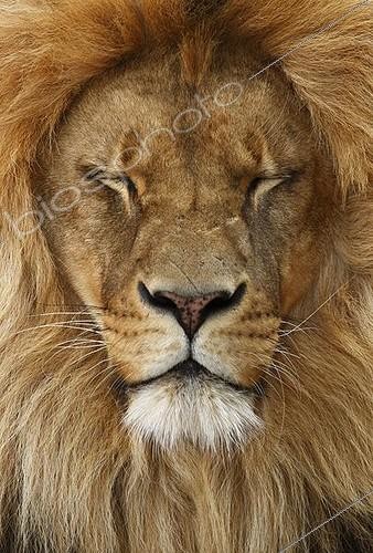Biosphoto | 1463215 | Portrait of a Lion (Panthera leo) | &copy; Juergen Mueller / imageBROKER / Biosphoto