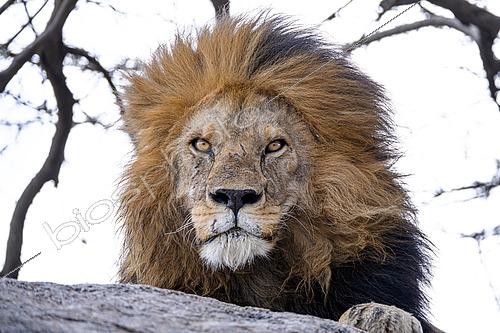 Biosphoto | 2603023 | Portrait of a lion (Panthera leo) resting on a rock and looking at the photographer in the Serengeti, Tanzania | &copy; Clément Fontaine / Biosphoto