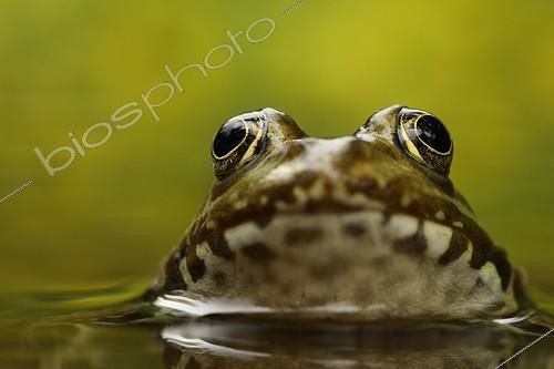 Biosphoto | 1779645 | Portrait of a Lowland Frog in a freshwater spring France | &copy; Quentin Martinez / Biosphoto