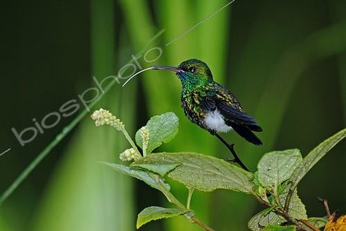 Biosphoto | 553450 | Portrait of a male Blue-chinned Sapphire pulling the tongue | &copy; Robin Monchâtre / Biosphoto