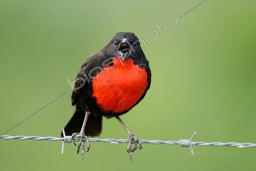 Biosphoto | 553463 | Portrait of a male Pampas Meadowlark singing on a barbed | &copy; Robin Monchâtre / Biosphoto
