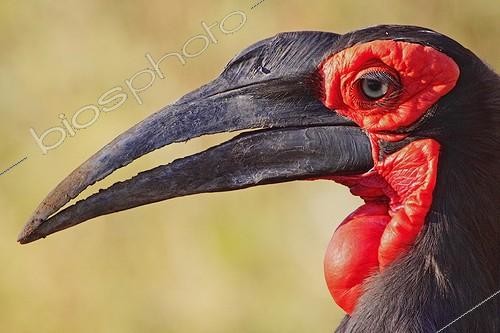 Biosphoto | 1358790 | Portrait of a male Southern Ground Hornbill South Africa | &copy; Brigitte Marcon / Biosphoto