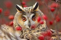 Biosphoto | 382939 | Portrait of a Northern Long-eared Owl behind branches France | &copy; Régis Cavignaux / Biosphoto