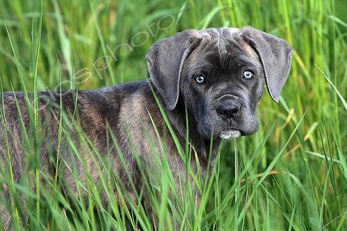 Biosphoto | 2561066 | Portrait of a puppy Cane Corso in tall grass | &copy; Eric Guilloret / Biosphoto