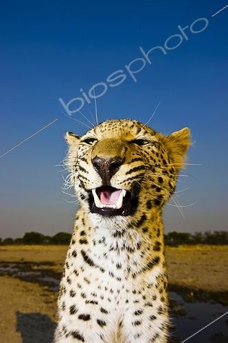 Biosphoto | 1813037 | Portrait of a snarling Leopard  South Africa  | &copy; Roger de La Harpe / Biosphoto