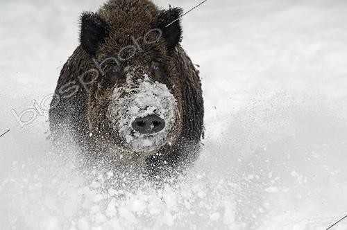 Biosphoto | 581282 | Portrait of a Wild Boar charging in the snow in winter | &copy; Henry Ausloos / Biosphoto