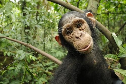 Biosphoto | 627087 | Portrait of a young Chimpanzee in the forest Cameroon  | &copy; Stéphanie Meng / Biosphoto