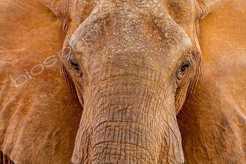 Biosphoto | 2024147 | Portrait of African Elephant covered in mud - East Tsavo | &copy; Michel & Christine Denis-Huot / Biosphoto