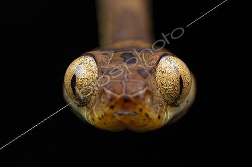 Biosphoto | 2564654 | Portrait of Amazon Basin Tree Snake (Imantodes lentiferus), Ecuador. | &copy; Vincent Premel / Biosphoto