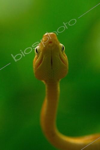 Biosphoto | 1807299 | Portrait of Amazon tree Boa on a branch French Guiana | &copy; Quentin Martinez / Biosphoto