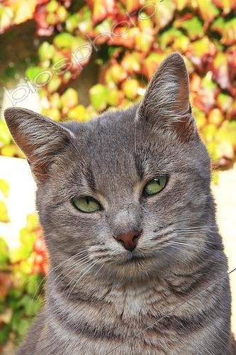 Biosphoto | 2546841 | Portrait of an adult european cat | &copy; Eric Guilloret / Biosphoto