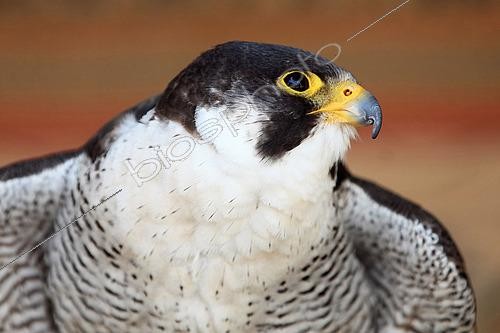 Biosphoto | 2565557 | Portrait of an adult Peregrine Falcon (Falco peregrinus) | &copy; Eric Guilloret / Biosphoto
