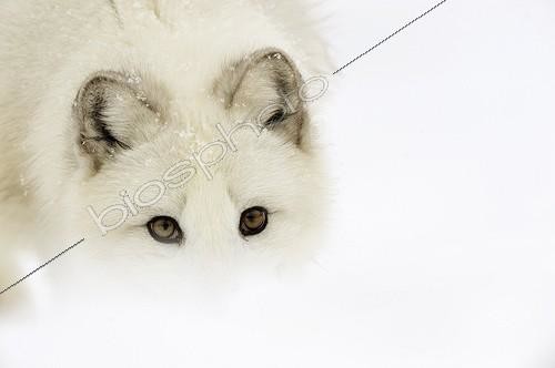 Biosphoto | 583949 | Portrait of an Arctic fox searching for food | &copy; Pierre Vernay / Biosphoto