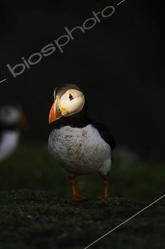 Biosphoto | 465748 | Portrait of an Atlantic puffin Wales ; Skokholm, Pembrokeshire island. | &copy; Jack Chapman / Biosphoto