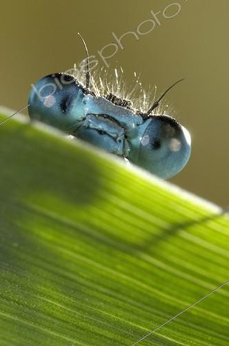 Biosphoto | 920530 | Portrait of an Azure Damselfly | &copy; Ghislain Simard / Biosphoto