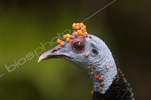 Biosphoto | 1359332 | Portrait of an ocellated turkey Tikal NP Guatemala | &copy; Lee Dalton / Biosphoto