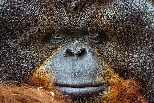 Biosphoto | 2103106 | Portrait of Bornean Orang-Outan (Pongo pygmaeus pygmaeus), Zoo Chiang Mai, Thailand | &copy; Patrice Correia / Biosphoto