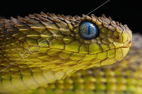 Biosphoto | 2140299 | Portrait of Bush viper (Atheris squamigera) on black back ground | &copy; Clément Carbillet / Biosphoto