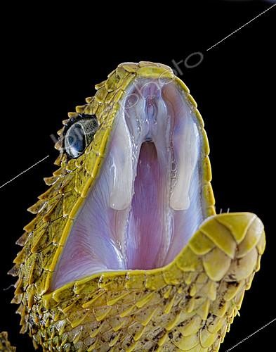 Biosphoto | 2140301 | Portrait of Bush viper (Atheris squamigera) on black back ground | &copy; Clément Carbillet / Biosphoto
