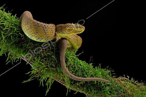 Biosphoto | 2140296 | Portrait of Bush viper (Atheris squamigera) on a branch on black back ground | &copy; Clément Carbillet / Biosphoto