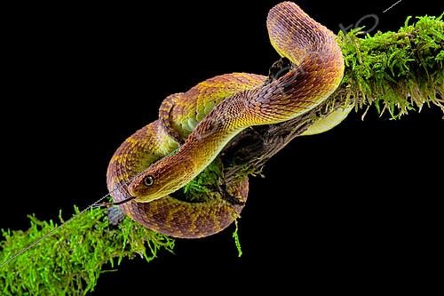 Biosphoto | 2140324 | Portrait of Bush viper (Atheris squamigera) on a branch on black back ground | &copy; Clément Carbillet / Biosphoto