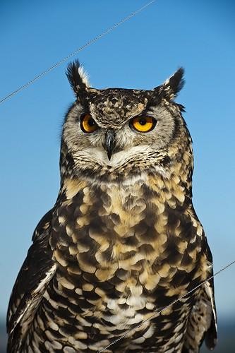 Biosphoto | 1797432 | Portrait of Cape Eagle Owl KwaZulu Natal South Africa | &copy; Roger de La Harpe / Biosphoto