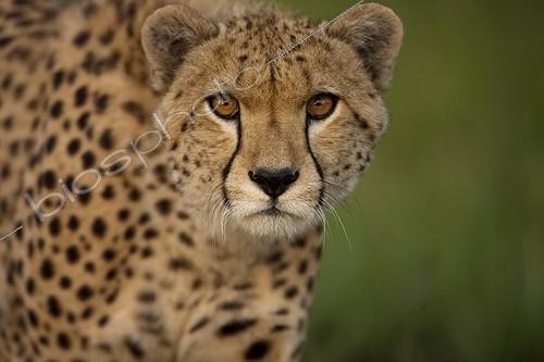Biosphoto | 744193 | Portrait of Cheetah in the Savannah Masai Mara Kenya | &copy; Michel & Christine Denis-Huot / Biosphoto