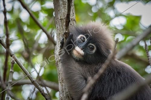 Biosphoto | 2030671 | Portrait of Dusky Leaf Monkey in a tree - Thailand  | &copy; Stéphanie Meng / Biosphoto