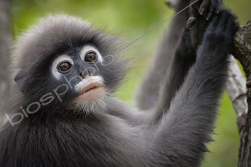 Biosphoto | 2030673 | Portrait of Dusky Leaf Monkey - Thailand  | &copy; Stéphanie Meng / Biosphoto