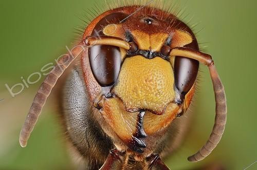 Biosphoto | 1947073 | Portrait of European Hornet - France  | &copy; Jean-Yves Grospas / Biosphoto