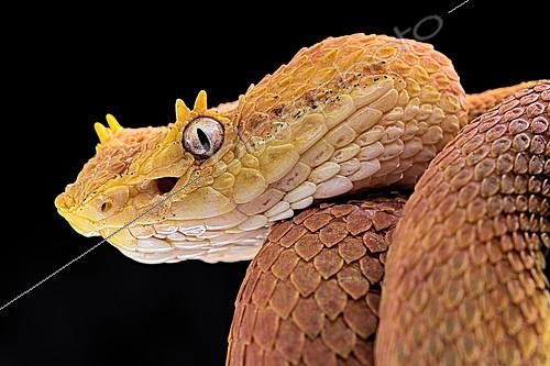 Biosphoto | 2140277 | Portrait of Eyelash viper (Bothriechis schlegelii) on black background. | &copy; Clément Carbillet / Biosphoto