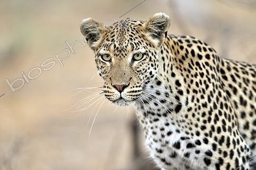 Biosphoto | 2043836 | Portrait of female leopard - Khwai Botswana | &copy; Pierre Vernay / Biosphoto