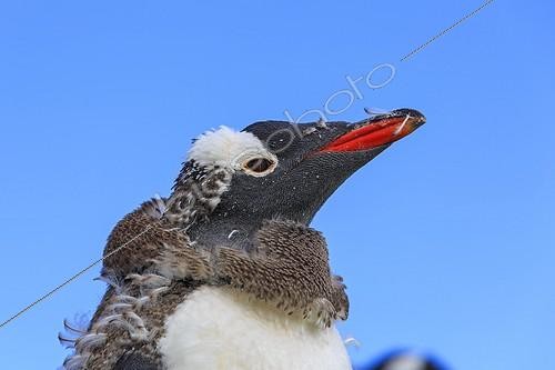 Biosphoto | 2013539 | Portrait of Gentoo Penguin moulting - Falkland Islands  ; During the moult, the new feathers push the old one out of the skin. The old one then open and fell. During this period, the penguins fast. They cannot go into the water as their plumage isn't waterproof. | &copy; Alain Mafart-Renodier / Biosphoto
