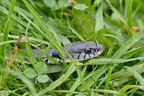 Biosphoto | 2614014 | Portrait of Grass snake (Natrix natrix) adult slithering in the grass, Doubs, France. | &copy; Dominique Delfino / Biosphoto