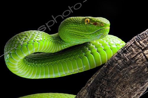 Biosphoto | 2140281 | Portrait of Green Pit Viper (Trimeresurus albolabris) on black background | &copy; Clément Carbillet / Biosphoto