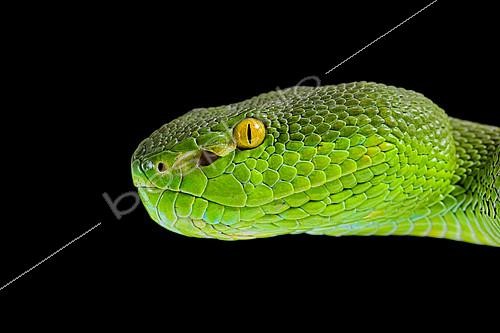 Biosphoto | 2140283 | Portrait of Green Pit Viper (Trimeresurus albolabris) on black background | &copy; Clément Carbillet / Biosphoto