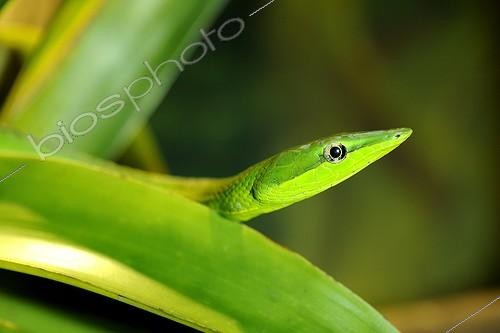 Biosphoto | 1469973 | Portrait of Green Vine Snake Vivarium Quito Ecuador  | &copy; Claude Thouvenin / Biosphoto